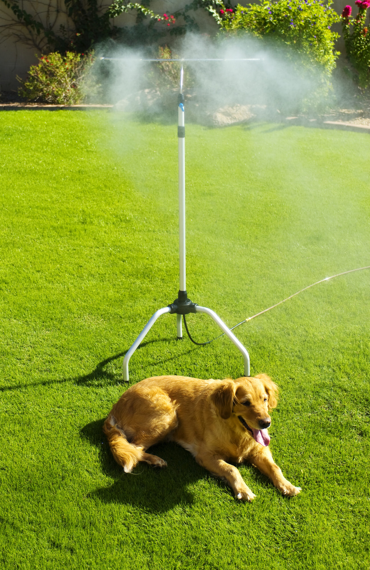Portable misting stand on a lawn with a golden retriever resting in the cooled mist