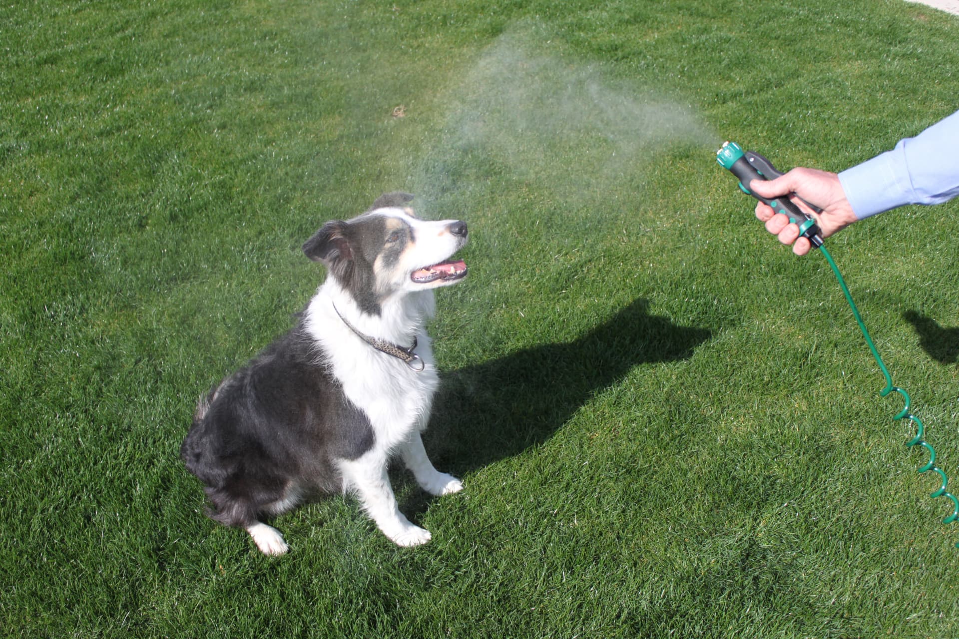 Handheld misting nozzle spraying a fine cooling mist toward a dog sitting on grass