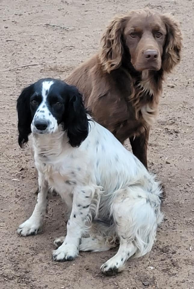 English Setter and Boykin Spaniel bird dogs riding in a custom-welded aluminum dog box on a Texas hunting truck
